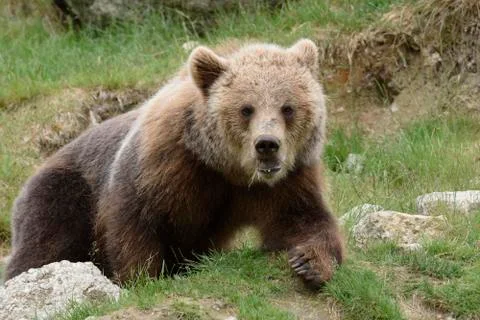 Brown bear (Ursus arctos) Stock Photos