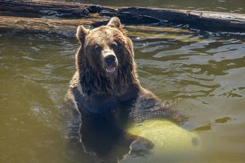 The brown bear (Ursus arctos), playing with a big ball. Stock Photos