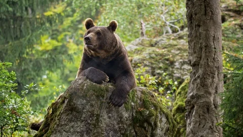 Brown bear (Ursus arctos) relaxing in forest 스톡 동영상 103348005
