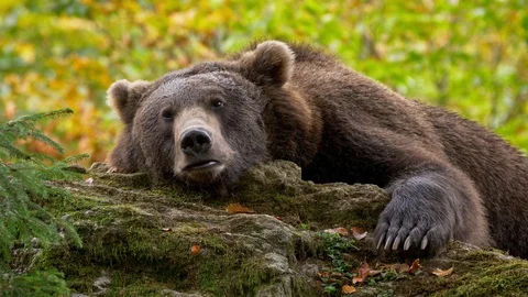 Brown bear (Ursus arctos) relaxing Vídeo Stock 103348216