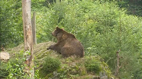 Brown bear (Ursus arctos) on rock + strolling Stock Footage 20644002
