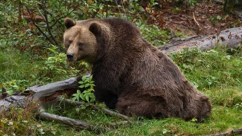 Brown bear (Ursus arctos) scratching in forest Stock Footage 118893815