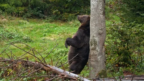 Brown bear (Ursus arctos) scratching against tree marking Stock Footage 119070788