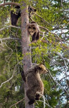 Brown Bear (Ursus arctos). She-bear and Bear-cubs having scented danger, got  Stock Photos