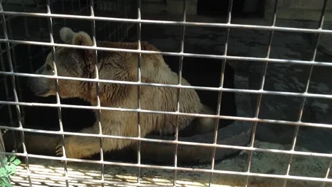 Brown bear Ursus Arctos sits in a water bath in a Zoo cage in Summer Stock Footage 167966683