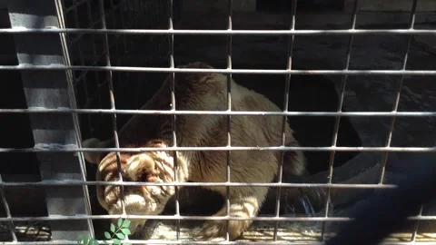 Brown bear Ursus Arctos sits in a water bath in a Zoo cage in Summer 1 Stock Footage 167966685