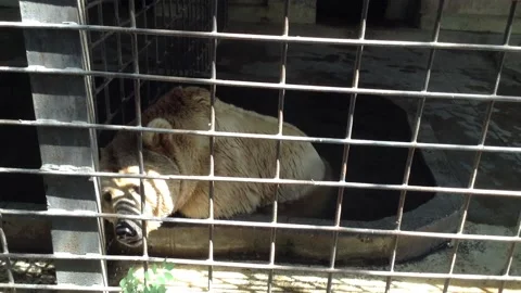 Brown bear Ursus Arctos sits in a water bath in a Zoo cage in Summer 3 Stock Footage 167966796