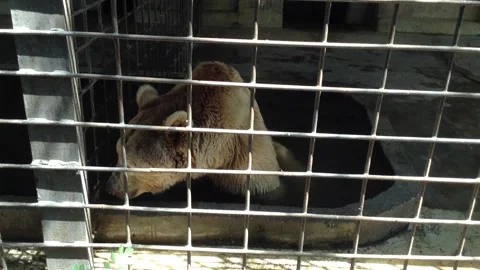Brown bear Ursus Arctos sits in a water bath in a Zoo cage in Summer 5 Stock Footage 167966815