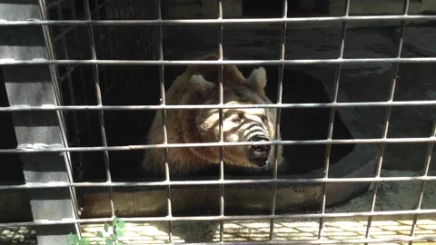 Brown bear Ursus Arctos sits in a water bath in a Zoo cage in Summer 6 Stock Footage 167966838