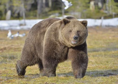 Brown Bear (Ursus arctos) in spring forest. Stock Photos