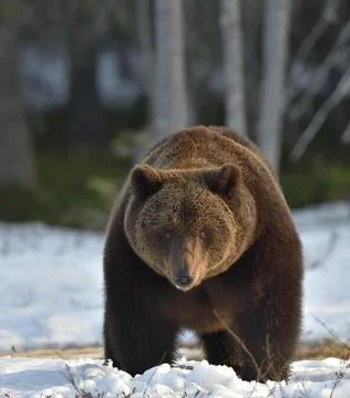 Brown Bear (Ursus arctos) in spring forest. Stock Photos