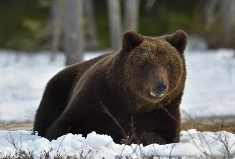 Brown Bear (Ursus arctos) in spring forest. Stock Photos