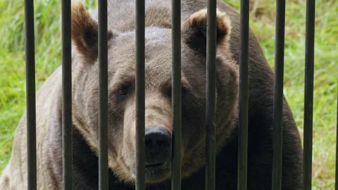 Brown bear (Ursus arctos) trapped in a cage, animal behind the bars Stock Footage 252612016