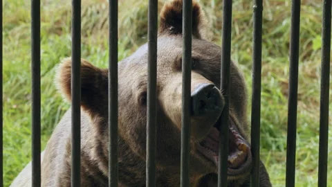 Brown bear (Ursus arctos) trapped in a cage, animal behind the bars Stock-Footage 252612129