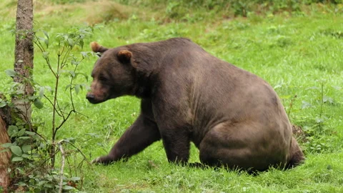 Brown bear (Ursus arctos) walking in the forest, animal in woodland Stock-Footage 252609924