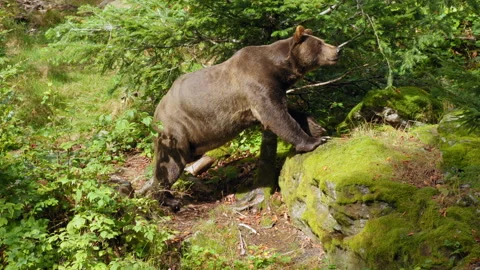 Brown bear (Ursus arctos) walking in the forest, animal in woodland Stock Footage 252609989