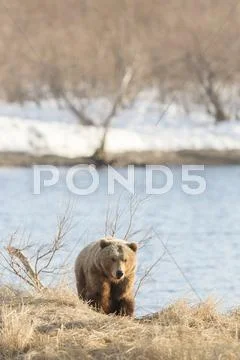 Brown Bear Ursus Arctos Walking By The Shore Kamchatka Russia Europe