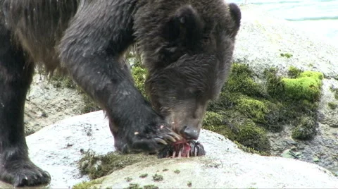 Brown Bear Uses Claws 库存影片 46026917