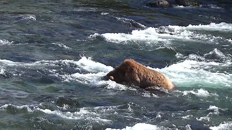 Brown Bear Uses Snorkeling to See Fish &amp; Then She Dives at It Stock Footage 50868148