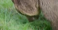Brown bear very close up head eating grass 4k or 4k+ Resolution