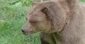 Brown bear very close up head and torso facial expression 4k or 4k+ Resolution