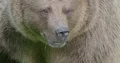 Brown bear very close up head and profile facial expression 4k or 4k+ Resolution