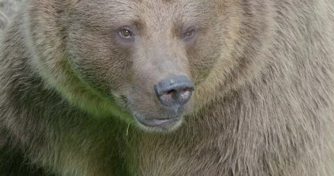 Brown bear very close up head and profile facial expression Stock Footage 94831841