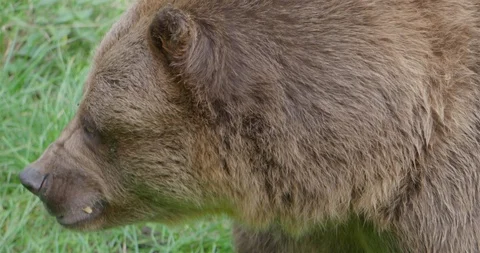 Brown bear very close up head and profile facial expression Stock Footage 94833861