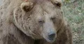 Brown bear very close up head and profile facial expression 4k or 4k+ Resolution