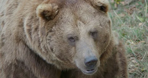 Brown bear very close up head and profile facial expression Stock Footage 94835239