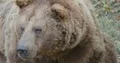 Brown bear very close up head and profile facial expression 4k or 4k+ Resolution