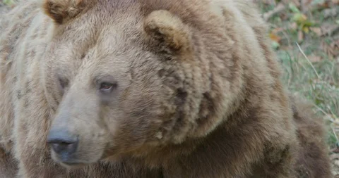 Brown bear very close up head and profile facial expression Stock Footage 94859785