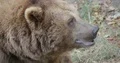 Brown bear very close up head and profile facial expression 4k or 4k+ Resolution