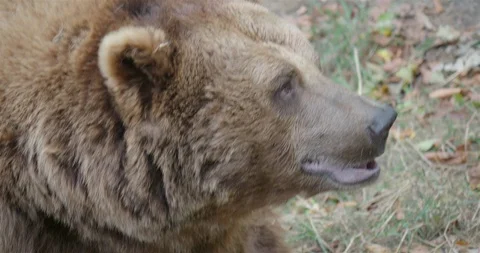 Brown bear very close up head and profile facial expression Stock Footage 94860175