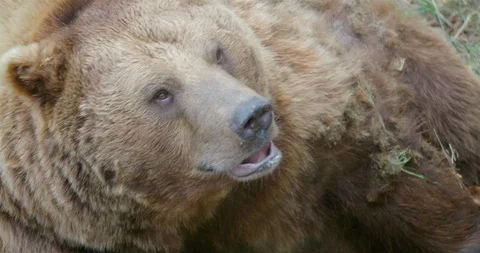Brown bear very close up head and profile facial expression Stock Footage 94861996