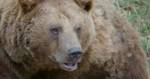 Brown bear very close up head and profile facial expression Stock Footage 94866453
