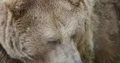 Brown bear very close up head and profile facial expression 4k or 4k+ Resolution