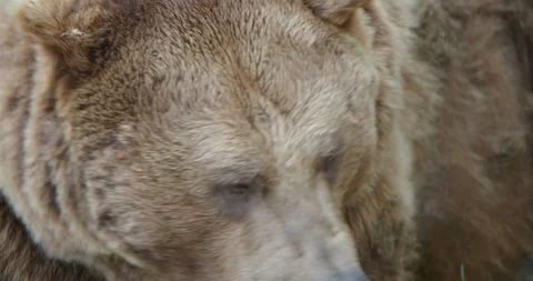 Brown bear very close up head and profile facial expression Stock Footage 94956157