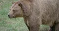 Brown bear very close up standing on dry grassland 4k or 4k+ Resolution