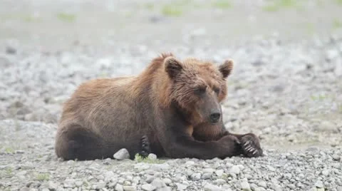 Brown bear waiting Stock Footage 10578758