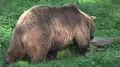 Brown bear walk and shit in sunny summer forest grassland 4k or 4k+ Resolution