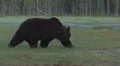 Brown Bear walk in moor HD Footage