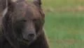 Brown Bear walk towards camera HD видео футажи