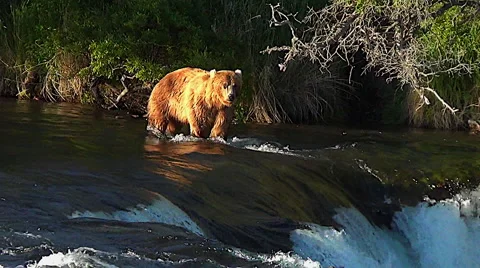 Brown Bear Walking Above Falls in Evening Light -- Color &amp; Sharpness added Stock Footage 50545083