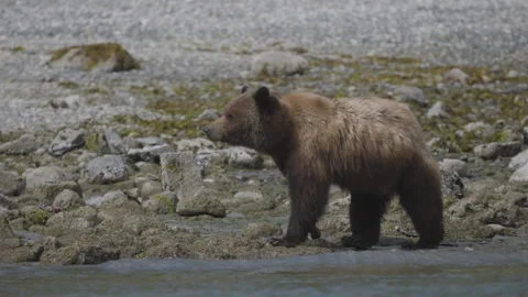 Brown Bear Walking Along Rocky River Bank In Wild Nature Stock Footage 339791317