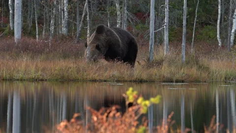 Brown bear walking around lake in the morning sun. Beautiful light in the forest Stock Footage 163961529