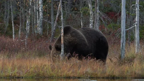 Brown bear walking around lake in the morning sun. Beautiful light in the forest Stock Footage 163961603