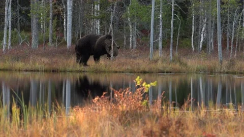 Brown bear walking around lake in the morning sun. Beautiful light in the forest Stock Footage 163962016