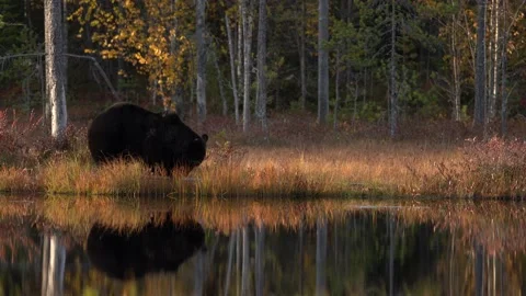 Brown bear walking around lake in the morning sun. Beautiful light in the forest Stock Footage 163962021