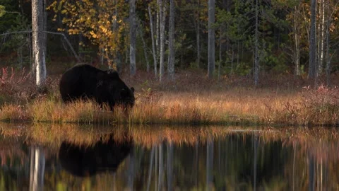Brown bear walking around lake in the morning sun. Beautiful light in the forest Stock Footage 163962094